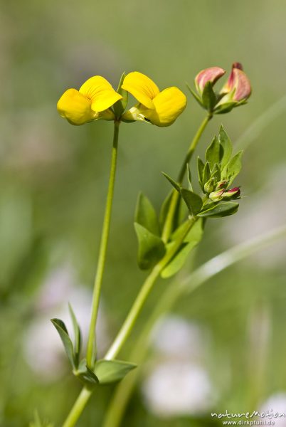 Gewöhnlicher Hornklee, Lotus corniculatus, Blüten, Bahndamm Grone, Göttingen, Deutschland