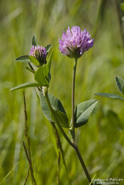 Wiesen-Klee, Rot-Klee, Trifolium pratense, Fabaceae, Bahndamm Grone, Göttingen, Deutschland