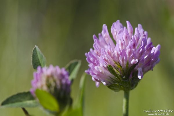 Wiesen-Klee, Rot-Klee, Trifolium pratense, Fabaceae, Blütenstand, Bahndamm Grone, Göttingen, Deutschland