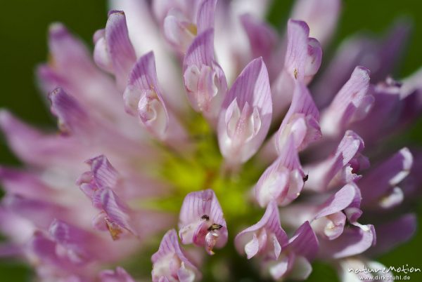 Wiesen-Klee, Rot-Klee, Trifolium pratense, Fabaceae, Blütenstand, Einzelblüten, Bahndamm Grone, Göttingen, Deutschland