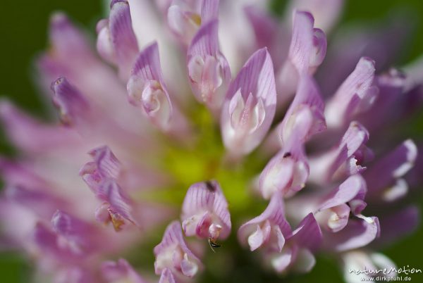 Wiesen-Klee, Rot-Klee, Trifolium pratense, Fabaceae, Blütenstand, Einzelblüten, Bahndamm Grone, Göttingen, Deutschland