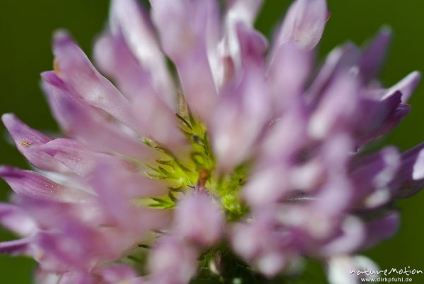 Wiesen-Klee, Rot-Klee, Trifolium pratense, Fabaceae, Blütenstand, Einzelblüten, Bahndamm Grone, Göttingen, Deutschland