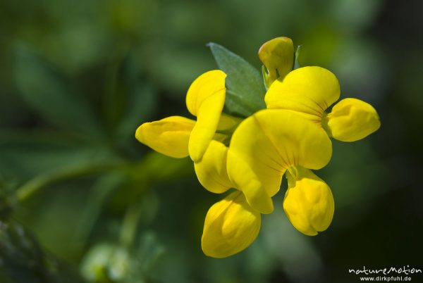 Gewöhnlicher Hornklee, Lotus corniculatus, Blüten, Bahndamm Grone, Göttingen, Deutschland