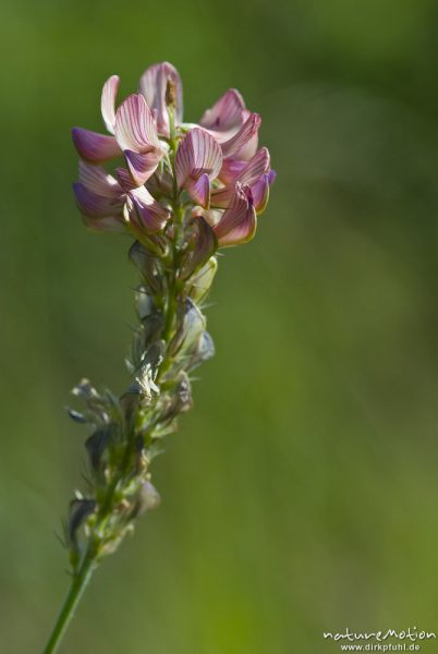 Futter-Wicke, Saat-Wicke, Vicia sativa, Fabaceae, Blütenstand, Bahndamm Grone, Göttingen, Deutschland