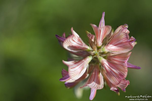 Futter-Wicke, Saat-Wicke, Vicia sativa, Fabaceae, Blütenstand, Bahndamm Grone, Göttingen, Deutschland