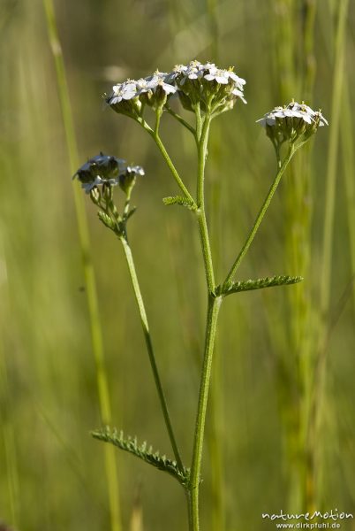 Gemeine Schafgarbe, Achillea millefolium, Asteraceae, Bahndamm Grone, Göttingen, Deutschland