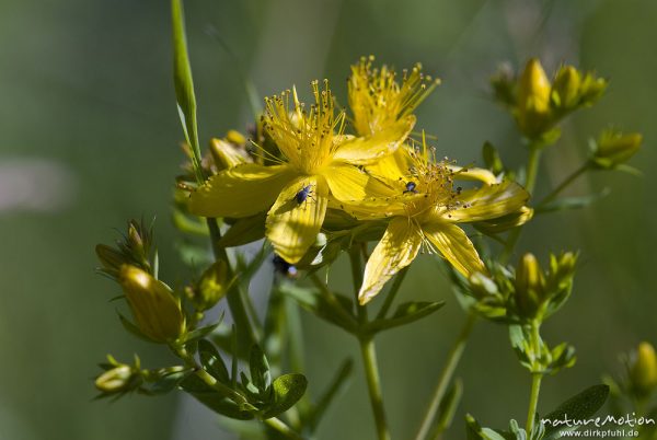 Tüpfel-Johanniskraut, Hypericum perforatum, Hypericaceae, Blüten, Bahndamm Grone, Göttingen, Deutschland