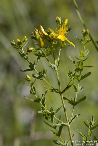 Tüpfel-Johanniskraut, Hypericum perforatum, Hypericaceae, Blüten, Bahndamm Grone, Göttingen, Deutschland