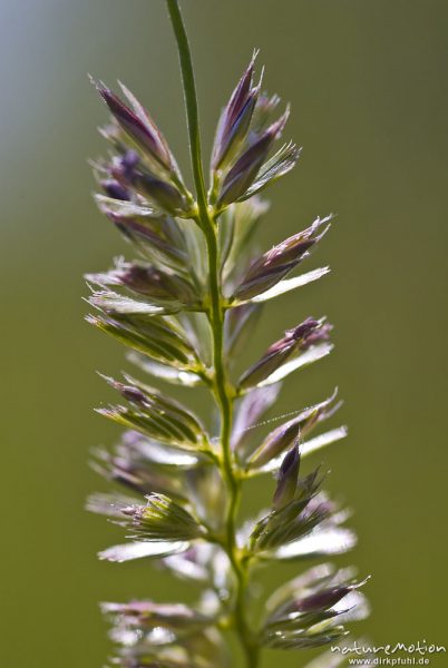 Englisches Raygras, Deutsche Weidelgras, Lolium perenne, Süßgräser (Poaceae), Blütenstand mit offenen Blüten, Bahndamm Grone, Göttingen, Deutschland