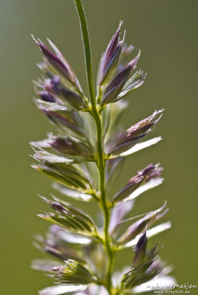 Englisches Raygras, Deutsche Weidelgras, Lolium perenne, Süßgräser (Poaceae), Blütenstand mit offenen Blüten, Bahndamm Grone, Göttingen, Deutschland