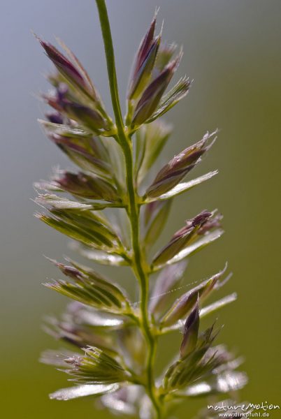 Englisches Raygras, Deutsche Weidelgras, Lolium perenne, Süßgräser (Poaceae), Blütenstand mit offenen Blüten, Bahndamm Grone, Göttingen, Deutschland