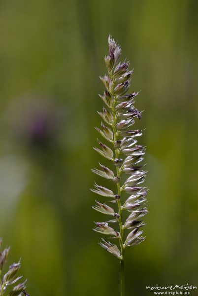 Englisches Raygras, Deutsche Weidelgras, Lolium perenne, Süßgräser (Poaceae), Blütenstand mit offenen Blüten, Bahndamm Grone, Göttingen, Deutschland