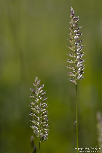 Englisches Raygras, Deutsche Weidelgras, Lolium perenne, Süßgräser (Poaceae), Blütenstand mit offenen Blüten, Bahndamm Grone, Göttingen, Deutschland