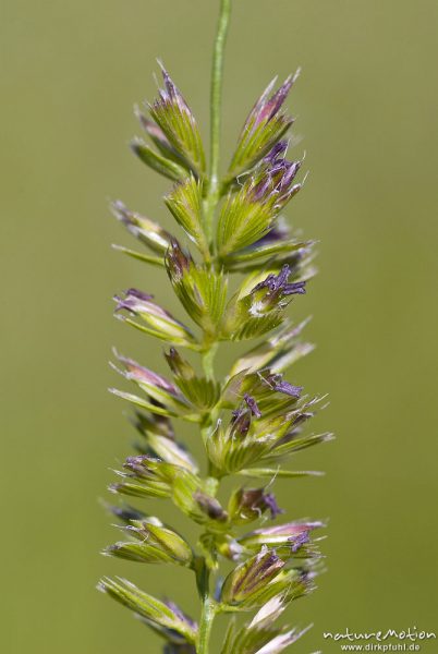 Englisches Raygras, Deutsche Weidelgras, Lolium perenne, Süßgräser (Poaceae), Blütenstand mit offenen Blüten, Bahndamm Grone, Göttingen, Deutschland