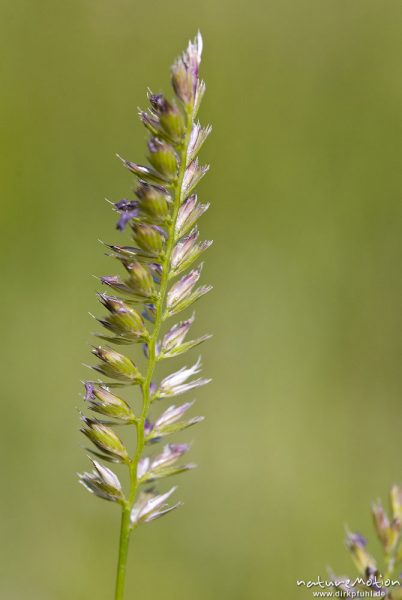 Englisches Raygras, Deutsche Weidelgras, Lolium perenne, Süßgräser (Poaceae), Blütenstand mit offene, Göttingen, Deutschland