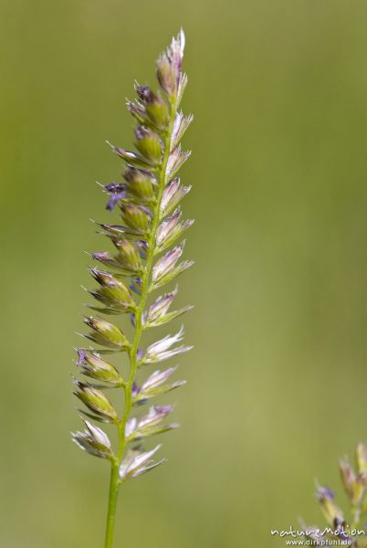 Englisches Raygras, Deutsche Weidelgras, Lolium perenne, Süßgräser (Poaceae), Blütenstand mit offenen Blüten, Bahndamm Grone, Göttingen, Deutschland