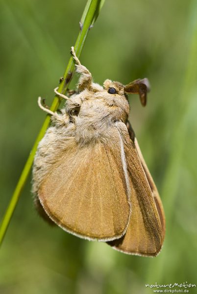 Brombeerspinner, Macrothylacia rubi, Glucken (Lasiocampidae), Männchen, frisch geschlüpfter Falter mit noch nicht vollständig ausgehärteten Flügeln, Kerstlingeröder Feld, Göttingen, Deutschland