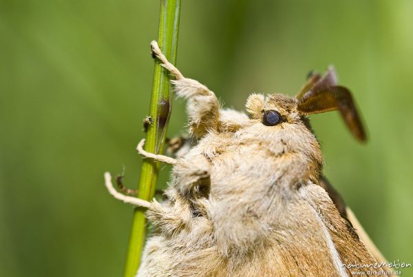 Brombeerspinner, Macrothylacia rubi, Glucken (Lasiocampidae), Männchen, frisch geschlüpfter Falter mit noch nicht vollständig ausgehärteten Flügeln, Kerstlingeröder Feld, Göttingen, Deutschland