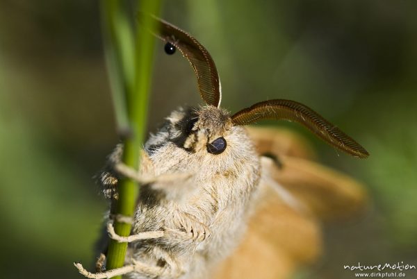 Brombeerspinner, Macrothylacia rubi, Glucken (Lasiocampidae), Männchen, Fühler, frisch geschlüpfter Falter mit noch nicht vollständig ausgehärteten Flügeln, Kerstlingeröder Feld, Göttingen, Deutschland