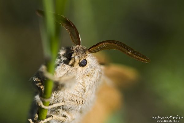 Brombeerspinner, Macrothylacia rubi, Glucken (Lasiocampidae), Männchen, Fühler, frisch geschlüpfter Falter mit noch nicht vollständig ausgehärteten Flügeln, Kerstlingeröder Feld, Göttingen, Deutschland