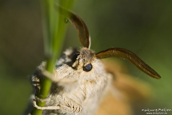 Brombeerspinner, Macrothylacia rubi, Glucken (Lasiocampidae), Männchen, Fühler, frisch geschlüpfter Falter mit noch nicht vollständig ausgehärteten Flügeln, Kerstlingeröder Feld, Göttingen, Deutschland