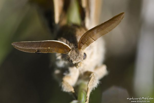 Brombeerspinner, Macrothylacia rubi, Glucken (Lasiocampidae), Männchen, Fühler, frisch geschlüpfter Falter mit noch nicht vollständig ausgehärteten Flügeln, Kerstlingeröder Feld, Göttingen, Deutschland