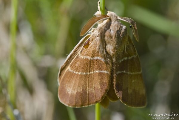 Brombeerspinner, Macrothylacia rubi, Glucken (Lasiocampidae), Männchen, frisch geschlüpfter Falter mit noch nicht vollständig ausgehärteten Flügeln, Kerstlingeröder Feld, Göttingen, Deutschland