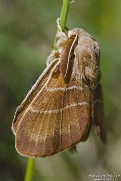 Brombeerspinner, Macrothylacia rubi, Glucken (Lasiocampidae), Männchen, frisch geschlüpfter Falter mit noch nicht vollständig ausgehärteten Flügeln, Kerstlingeröder Feld, Göttingen, Deutschland