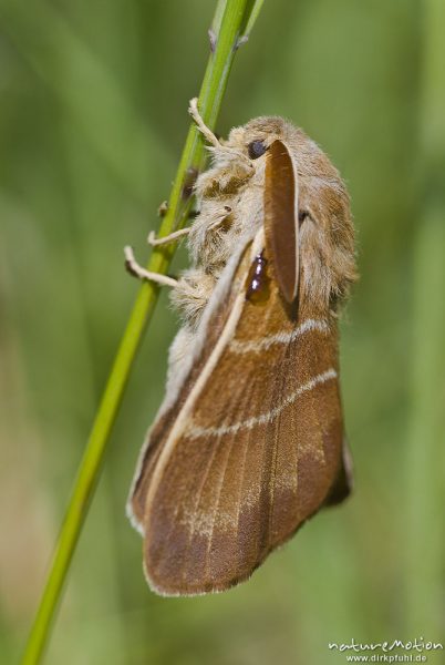 Brombeerspinner, Macrothylacia rubi, Glucken (Lasiocampidae), Männchen, frisch geschlüpfter Falter mit noch nicht vollständig ausgehärteten Flügeln, Kerstlingeröder Feld, Göttingen, Deutschland