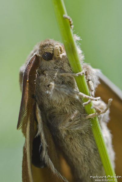 Brombeerspinner, Macrothylacia rubi, Glucken (Lasiocampidae), Männchen, frisch geschlüpfter Falter mit noch nicht vollständig ausgehärteten Flügeln, Kerstlingeröder Feld, Göttingen, Deutschland