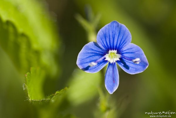 Ehrenpreis, Veronica spec., Braunwurzgewächse (Scrophulariaceae), Blüte mit Antheren, Kerstlingeröder Feld, Göttingen, Deutschland