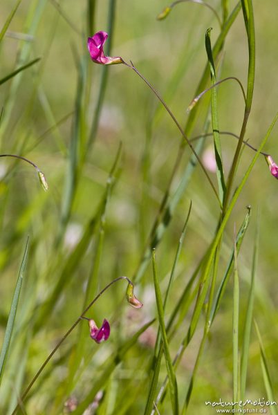 Gras-Platterbse, Blattlose Platterbse, Lathyrus nissolia, Hülsenfrüchtler (Fabaceae), Blüten und Tra, Göttingen, Deutschland