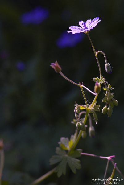 Wiesen-Storchschnabel, Geranium pratense, Geraniaceae, Blüten und Tragblätter, Kerstlingeröder Feld, Göttingen, Deutschland