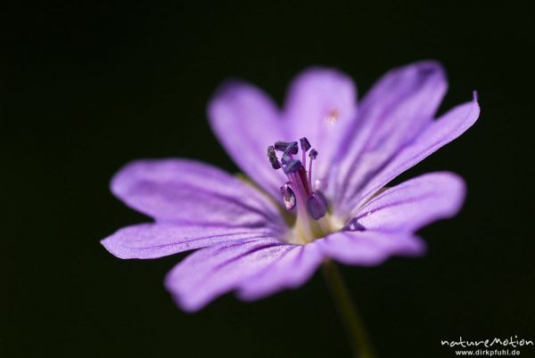 Wiesen-Storchschnabel, Geranium pratense, Geraniaceae, Blüten mit Antheren, Kerstlingeröder Feld, Göttingen, Deutschland