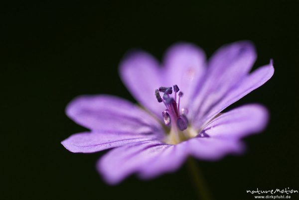 Wiesen-Storchschnabel, Geranium pratense, Geraniaceae, Blüten mit Antheren, Kerstlingeröder Feld, Göttingen, Deutschland