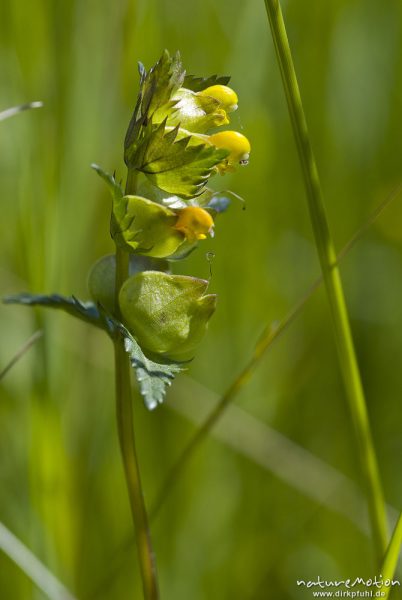 Kleiner Klappertopf, Rhinanthus minor, Scrophulariaceae, Blütenstand und obere Tragblätter, Kerstlingeröder Feld, Göttingen, Deutschland