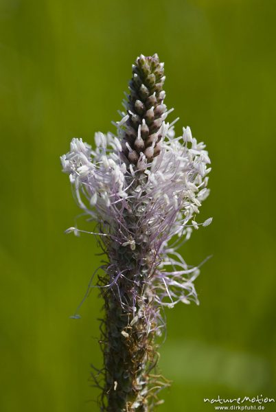 Breitwegerich, Plantago major, Plantaginaceae, (? unsicher) Blütenstand mit Antheren, Kerstlingeröder Feld, Göttingen, Deutschland