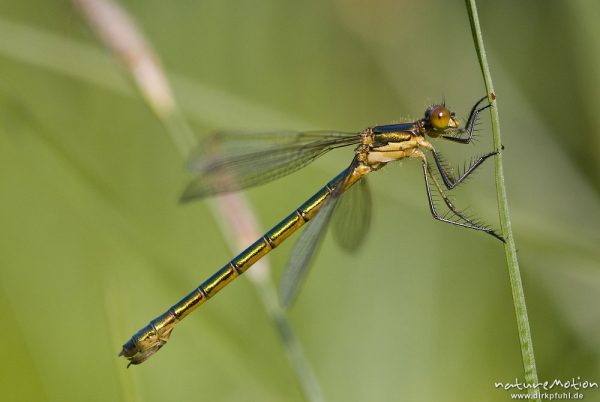 Glänzende Binsenjungfer, Lestes dryas, Lestidae, Weibchen, Quellteich Kerstlingeröder Feld, Göttingen, Deutschland