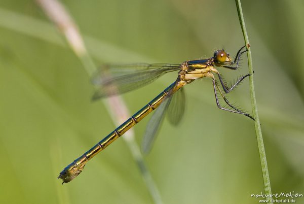 Glänzende Binsenjungfer, Lestes dryas, Lestidae, Weibchen, Quellteich Kerstlingeröder Feld, Göttingen, Deutschland