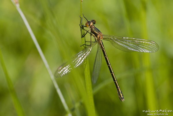 Glänzende Binsenjungfer, Lestes dryas, Lestidae, Weibchen, Quellteich Kerstlingeröder Feld, Göttingen, Deutschland