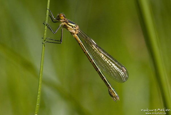 Glänzende Binsenjungfer, Lestes dryas, Lestidae, Weibchen, Quellteich Kerstlingeröder Feld, Göttingen, Deutschland