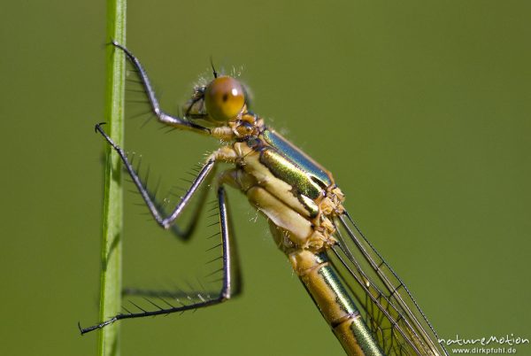 Glänzende Binsenjungfer, Lestes dryas, Lestidae, Weibchen, Detail Kopf und Thorax, Quellteich Kerstlingeröder Feld, Göttingen, Deutschland