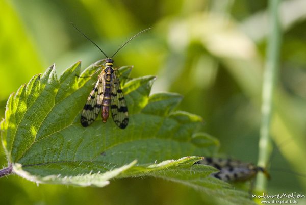 Gemeine Skorpionsfliege, Panorpa communis, Panorpidae, Männchen, Quellteich Kerstlingeröder Feld, Göttingen, Deutschland