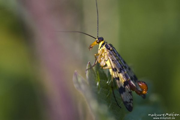 Gemeine Skorpionsfliege, Panorpa communis, Panorpidae, Männchen, Quellteich Kerstlingeröder Feld, Göttingen, Deutschland