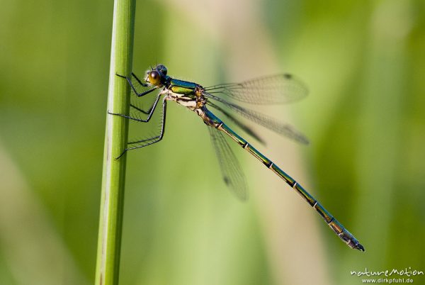 Glänzende Binsenjungfer, Lestes dryas, Lestidae, Männchen, ohne Wachsbereifung, Quellteich Kerstlingeröder Feld, Göttingen, Deutschland