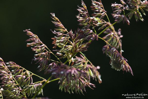 Wiesen-Rispengras, Poa pratensis, Poaceae, Blütenstand mit offenen Blüten, Uferzone Quellteich Kerstlingeröder Feld, Göttingen, Deutschland