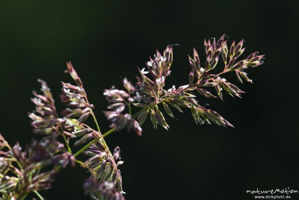 Wiesen-Rispengras, Poa pratensis, Poaceae, Blütenstand mit offenen Blüten, Uferzone Quellteich Kerstlingeröder Feld, Göttingen, Deutschland