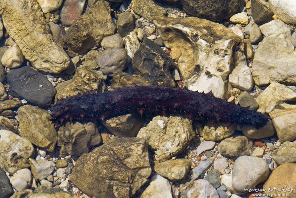 Seegurke, Art unbestimmt, Holothuroidea, Stachelhäuter (Echinodermata), im Flachwasser an Felsküste, Cres, Kroatien