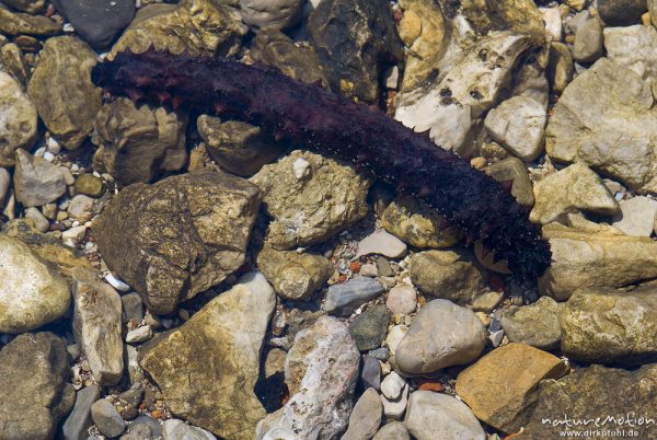 Seegurke, Art unbestimmt, Holothuroidea, Stachelhäuter (Echinodermata), im Flachwasser an Felsküste, Cres, Kroatien