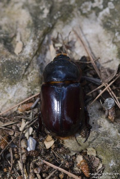 Nashornkäfer, Oryctes nasicornis, Scarabaeidae, Weibchen, Campingplatz Baldarin, Cres, Kroatien